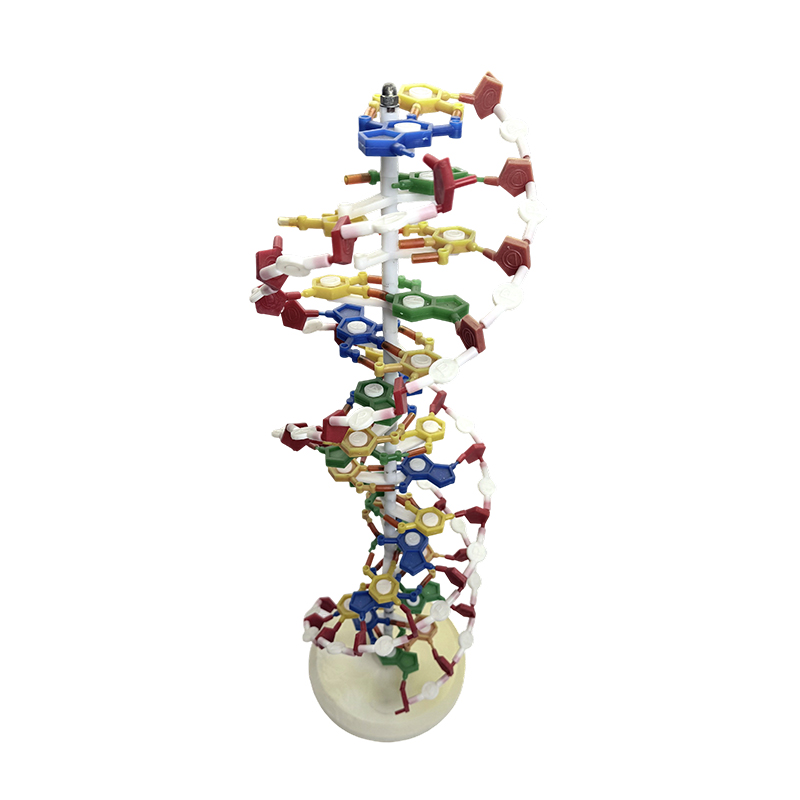 Model DNA, model dvojité šroubovice DNA, lékařský model dvojité šroubovice v barvě DNA