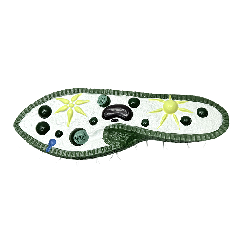 Model nástroje pro výuku biologie, model paramecium