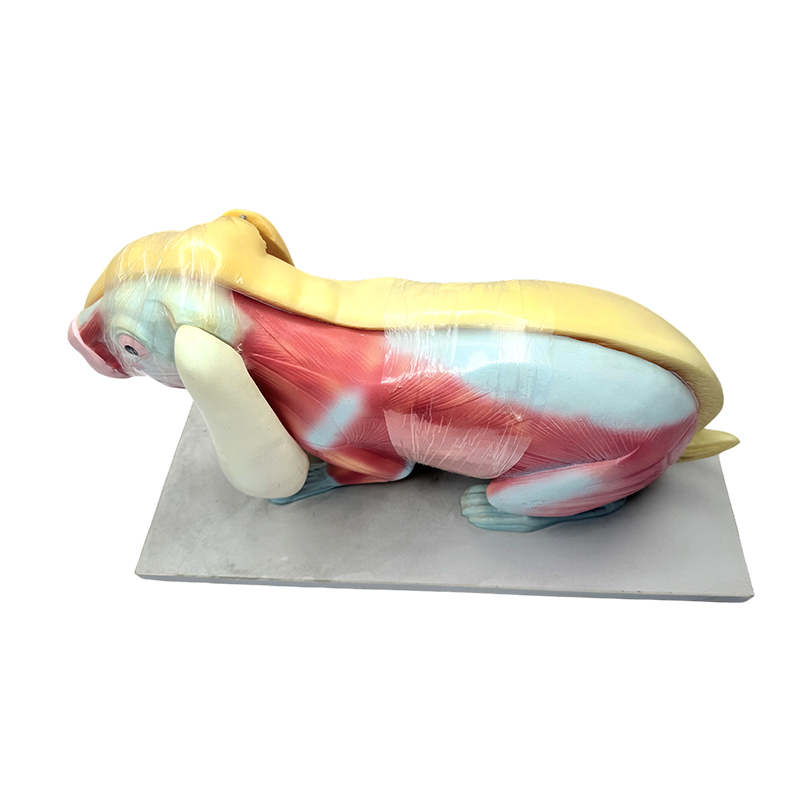 Model výuky biologie model anatomie králíka