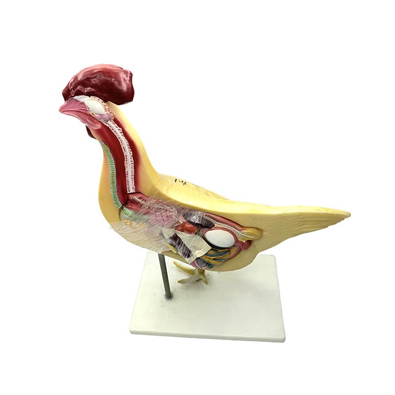 Kuřecí model přírodní univerzita lékařská věda výuka biologie model výukový nástroj drůbež anatomie model