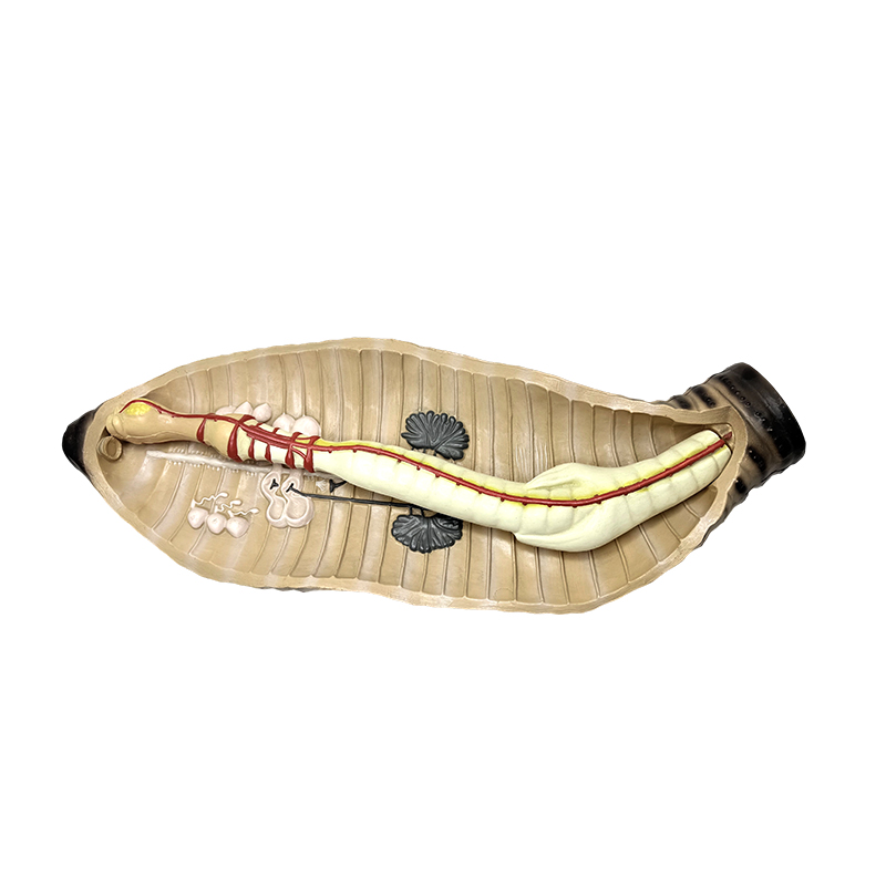 Střední a střední škola biologie učební nástroj žížala anatomický model