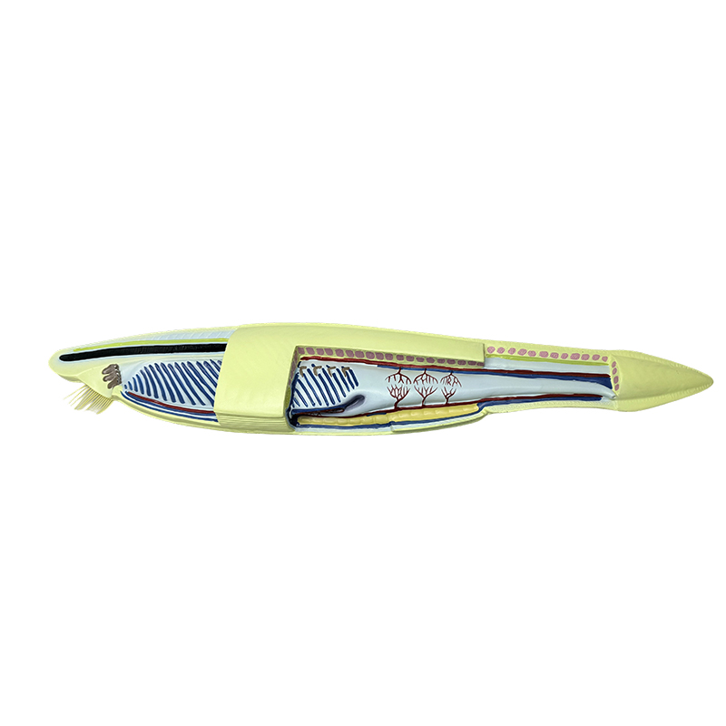 Plastový model ryby amphioxus pro biologický model