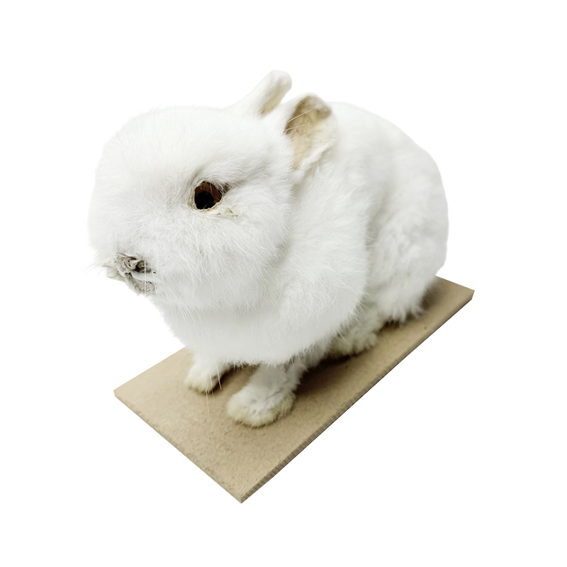 Králičí model / vzorek / věda