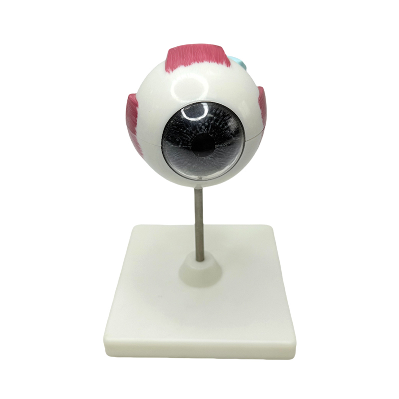 Model anatomie oka model lékařského výukového nástroje 3x zvětšovací model anatomie oka