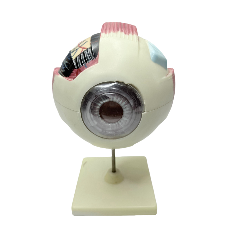 Model anatomie oka model lékařského výukového nástroje 6x zvětšovací model anatomie oka