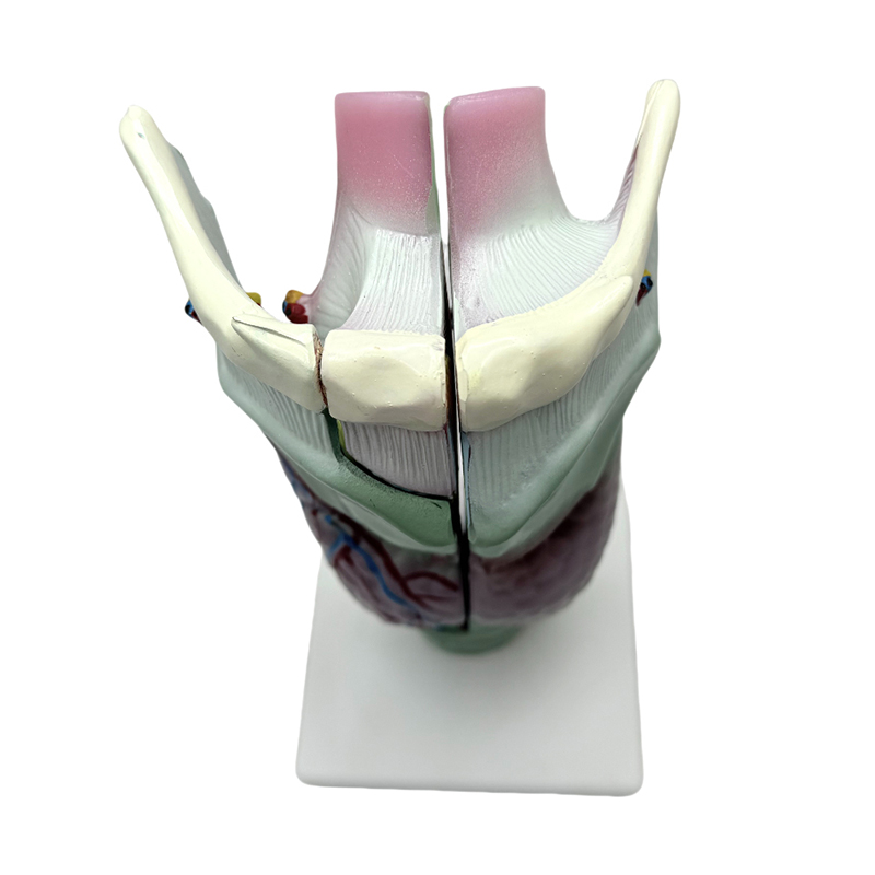 Lékařská anatomický model školy a nemocnice výuka laryngeálního anatomického modelu