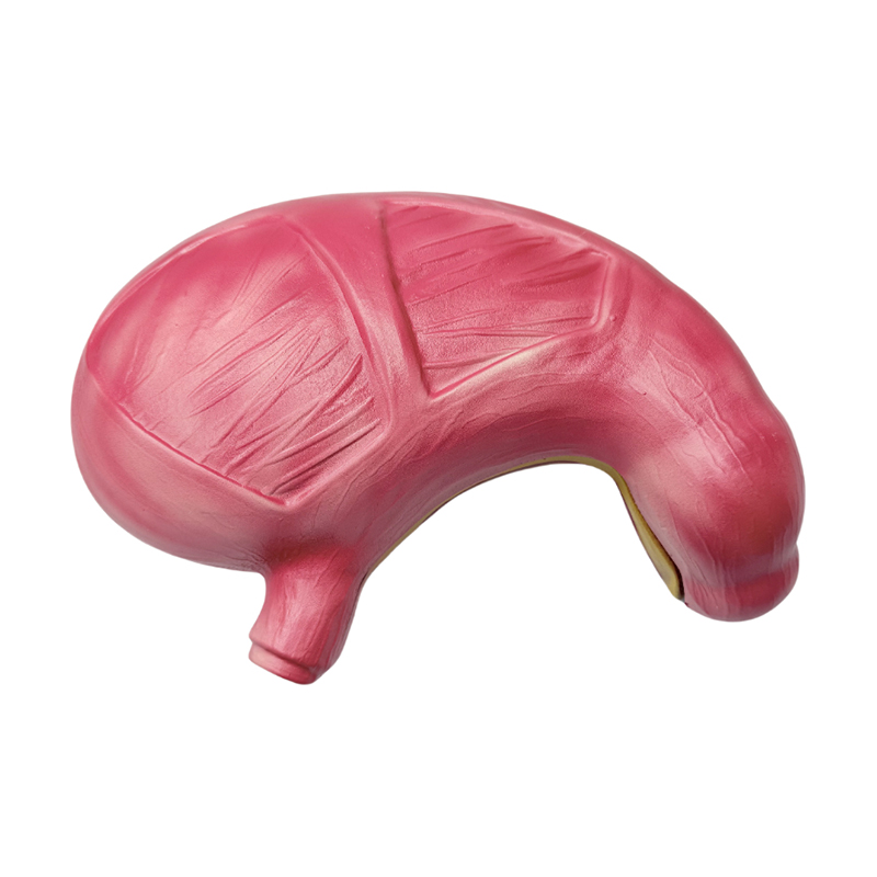 Lékařská anatomická lidská trávicí soustava orgány žaludek anatomický model