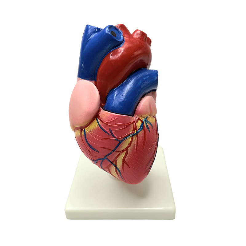 Anatomie orgánů lidského těla model struktury srdce přirozené velikosti