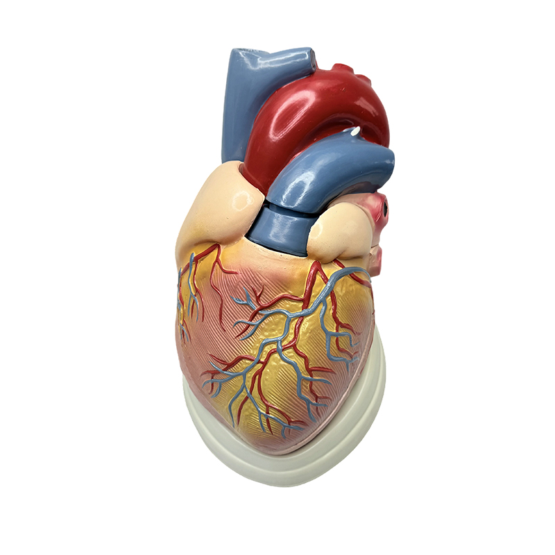 Výuka lékařské vědy 3X model anatomie model lidského srdce