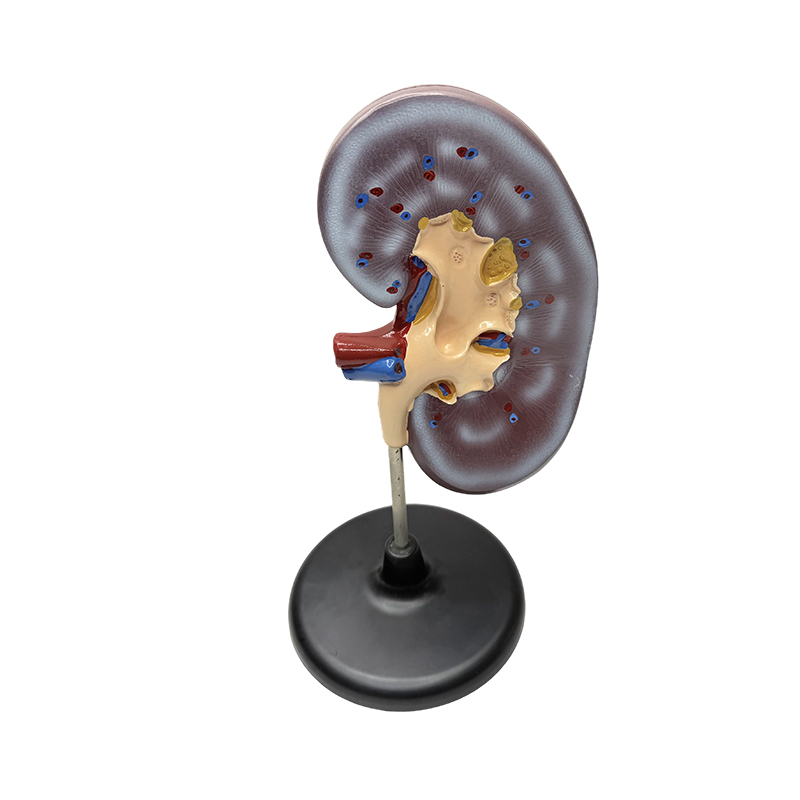 Vzdělávací anatomický model lidské ledviny