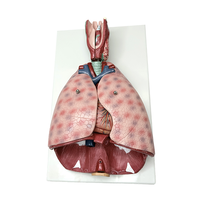 Model anatomie plic s hrtanem (7 dílů) lékařský model výuky člověka anatomický model člověka
