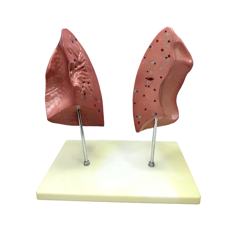 Výukový biologický model model levé a pravé plíce anatomický model lidských vnitřností plic