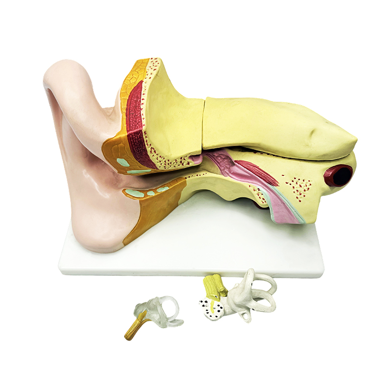 Anatomie lidského ucha model anatomie ucha model anatomie ucha