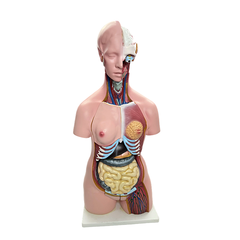 Ukázka pohlaví lidského těla, simulace modelu trupu lidských orgánů, výuka lékařské anatomie 85 cm