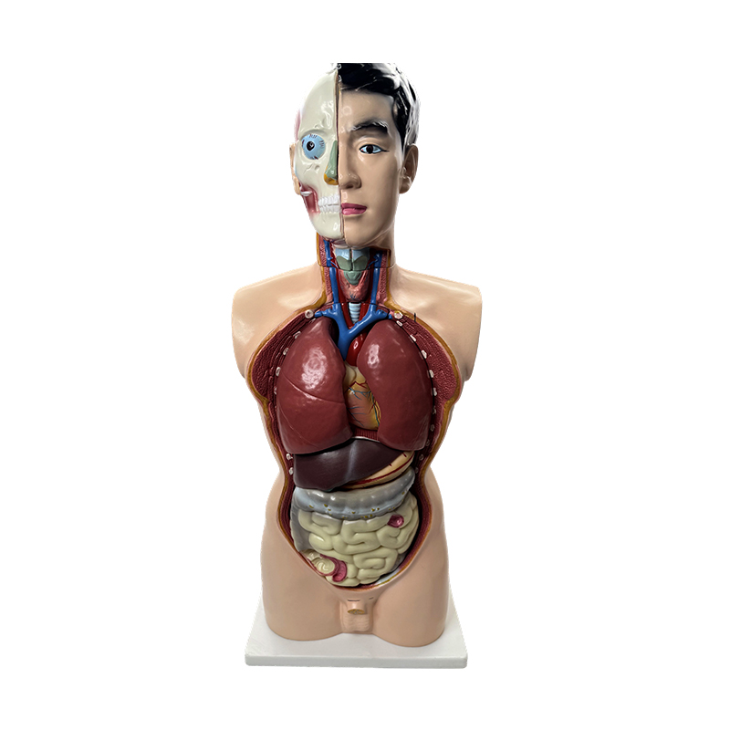 Model z lékařské anatomie 85 cm model mužského trupu
