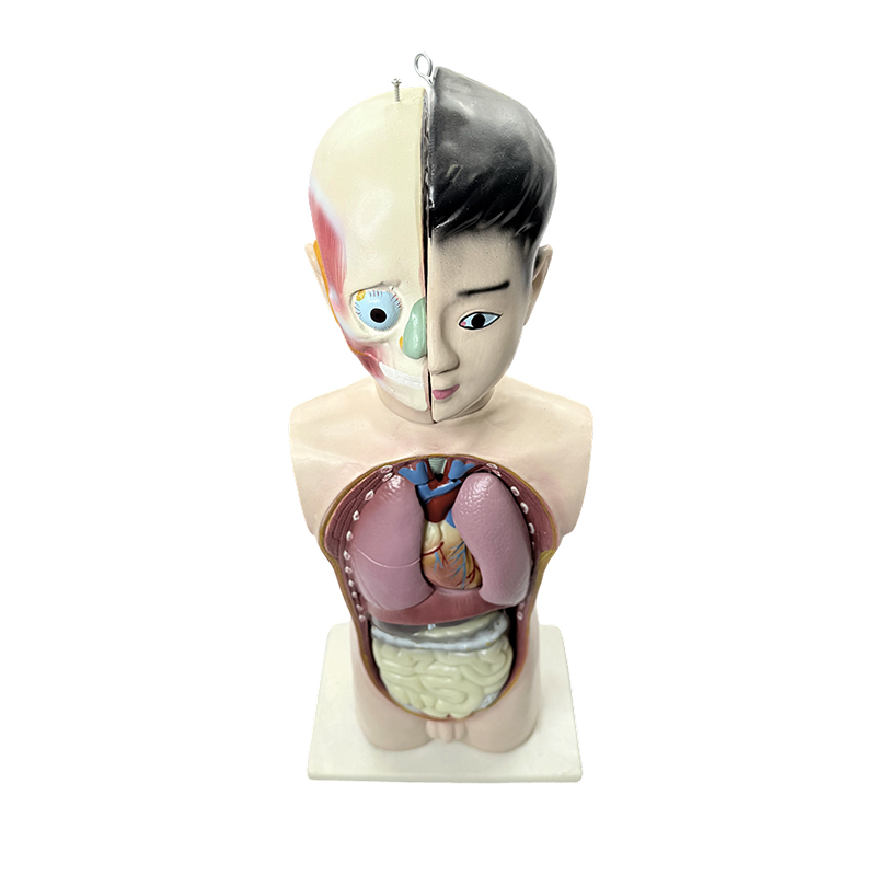 Lidský dospívající model trupu do poloviny těla 65 cm anatomický model trupu z lékařské biologie