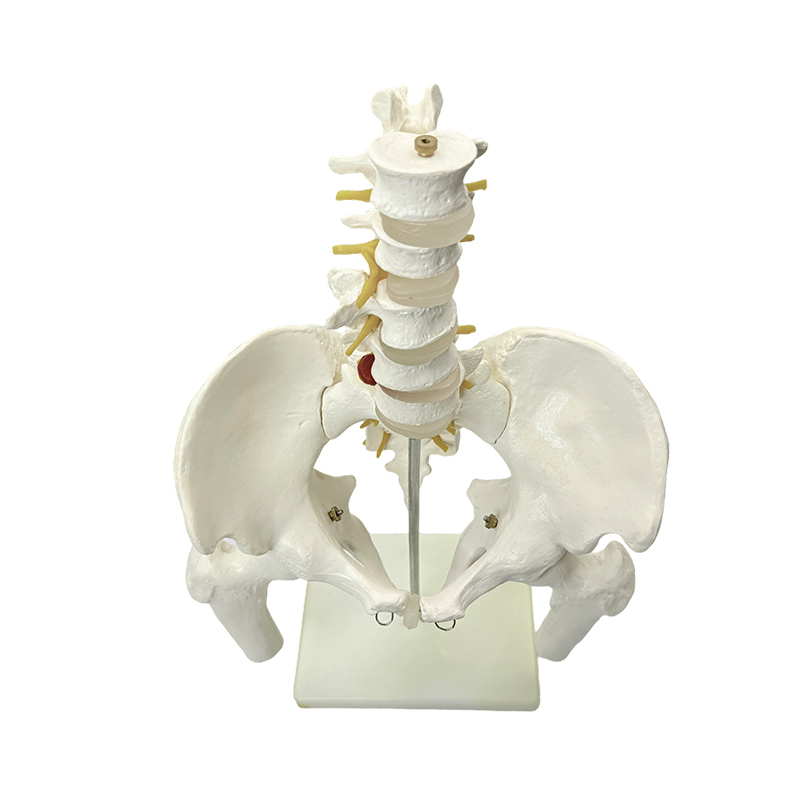 Lékařská výuka modelu anatomie lidské pánevní kosti