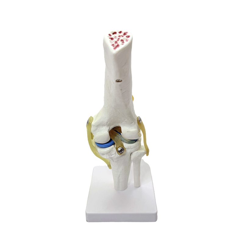Anatomický model přírodní model anatomie velkého kolena model kolenního kloubu