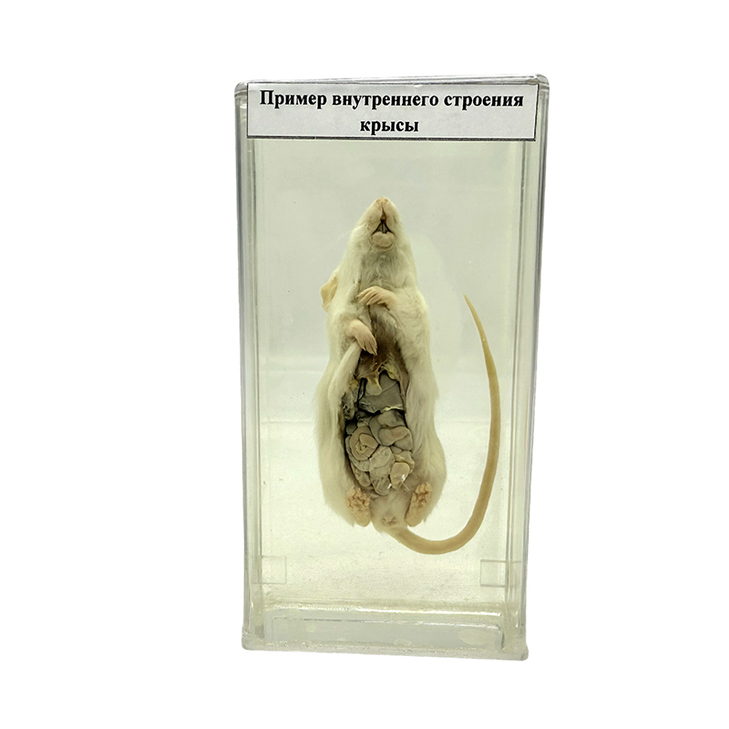 Anatomický vzorek krysy