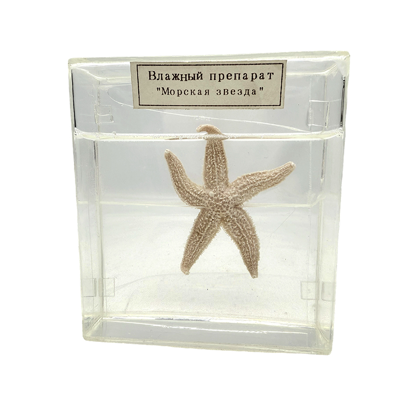 Biologický vzorek mořské hvězdy